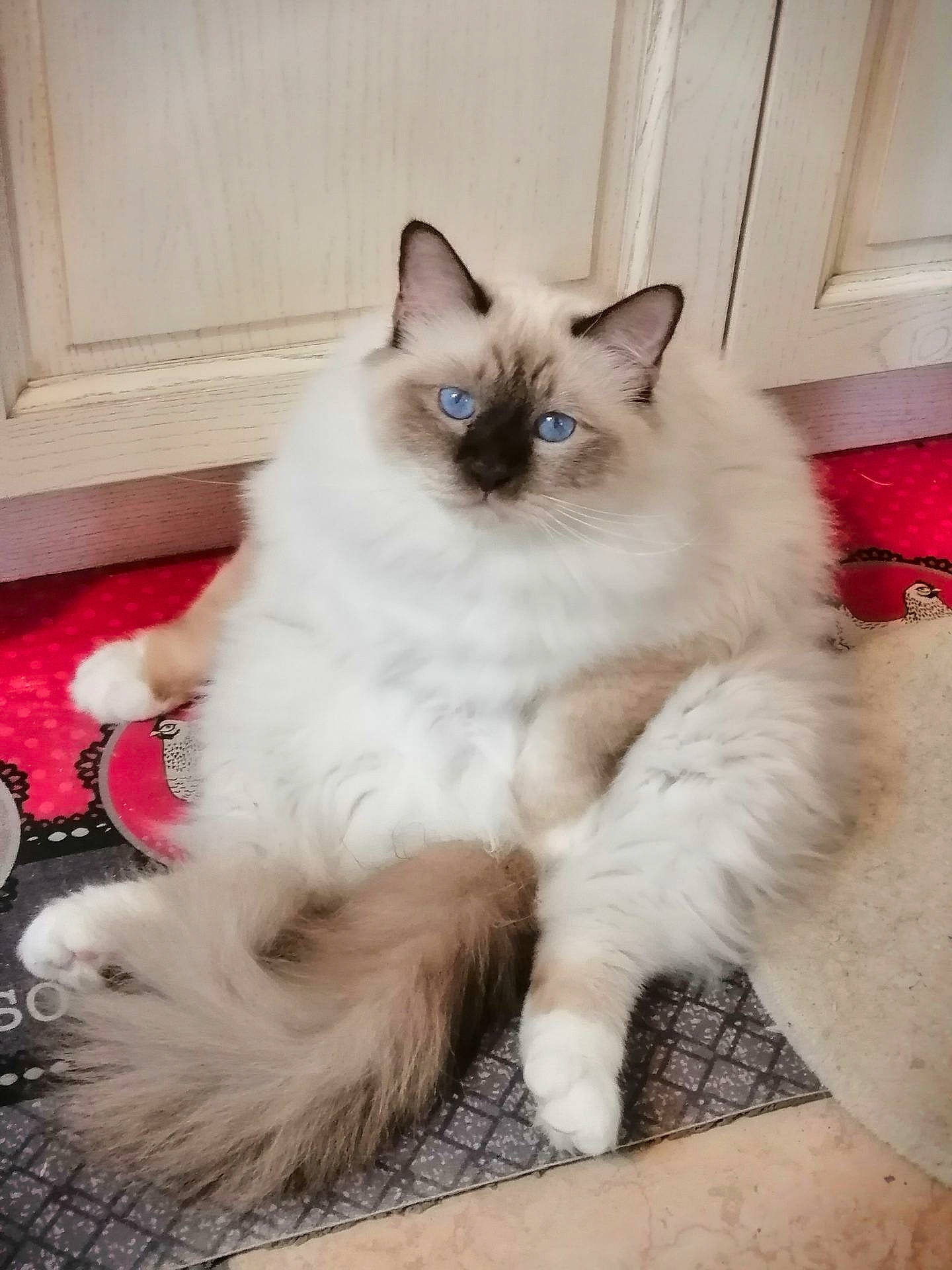 Tommy participe au concours pour gagner de l'argent avec cette photo : birman, carnivore, cat, claw, composite_material, fawn, felidae, flooring, fur, gas, paw, ragdoll, siamese, small_to_medium_sized_cats, snout, tail, terrestrial_animal, thai, whiskers