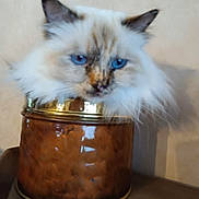 Toosie participe au concours pour gagner de l'argent avec cette photo : cat, blue_eyes, fluffy, container, brown, indoor, pet, feline, curious, closeup, face, animal, domestic_animal, fur, whiskers, ears, sitting, cute, looking, soft