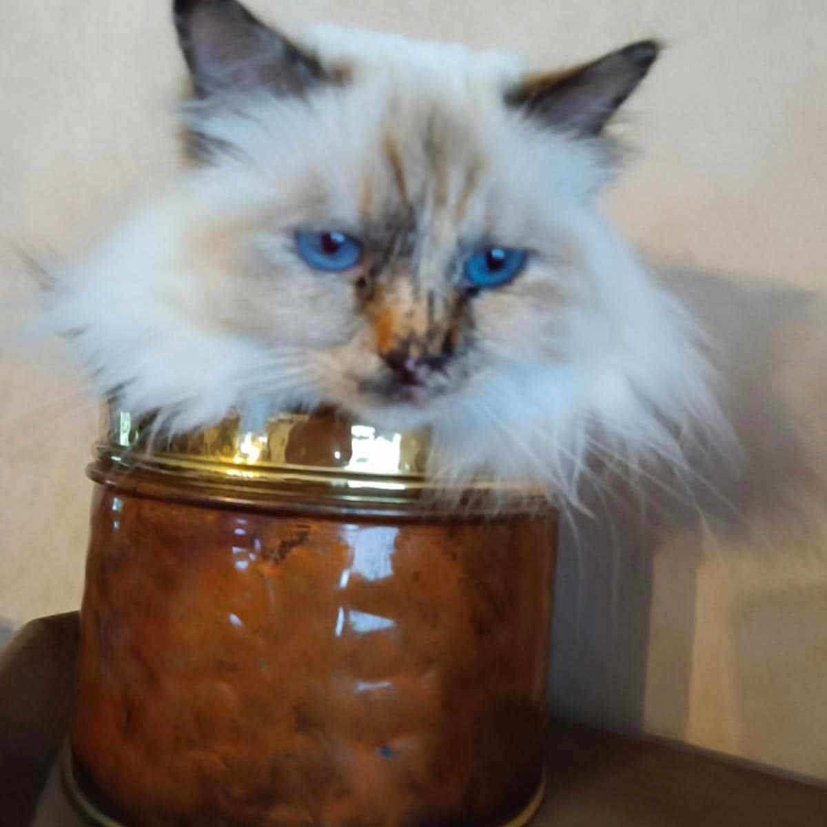 Toosie participe au concours pour gagner de l'argent avec cette photo : animal, blue_eyes, brown, cat, closeup, container, curious, cute, domestic_animal, ears, face, feline, fluffy, fur, indoor, looking, pet, sitting, soft, whiskers
