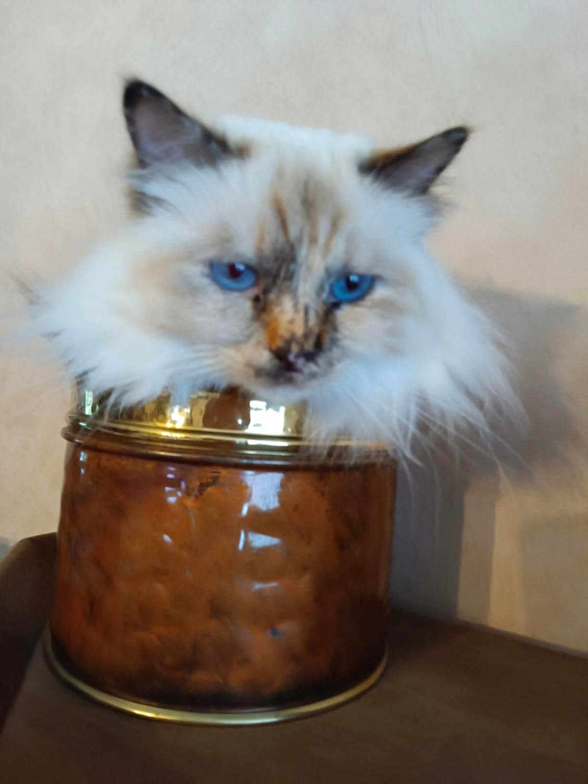 Toosie participe au concours pour gagner de l'argent avec cette photo : cat, blue_eyes, fluffy, container, brown, indoor, pet, feline, curious, closeup, face, animal, domestic_animal, fur, whiskers, ears, sitting, cute, looking, soft