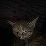 Tequila is registered to the contest to win money with this photo: animal, cat, close_up, cozy, dark, dim_light, ears, face, feline, furry, head, indoor, mammal, pet, quiet, resting, sleeping, soft, tabby, whiskers