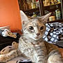 Tequila joined the competition — help win amazing prizes! animal, blur, cabinet, cat, closeup, cozy, curious, domestic_animal, fur, furniture, home, indoor, lap, orange_wall, person, pet, relaxing, sitting, tabby_cat, whiskers