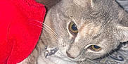 Tequila is registered to the contest to win money with this photo: animal, bed, blanket, cat, closeup, curious, domestic_cat, feline, fur, gray_cat, indoor, pattern, paw, pet, resting, soft_lighting, tabby, textile, whiskers, yellow_eyes