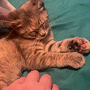 Tequila joined the competition — help win amazing prizes! animal, bed, blanket, cat, closeup, comfort, cozy, cute, domestic_animal, feline, fur, hand, indoor, kitten, paw, pet, resting, sleeping, striped, whiskers