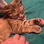 animal, bed, blanket, cat, closeup, comfort, cozy, cute, domestic_animal, feline, fur, hand, indoor, kitten, paw, pet, resting, sleeping, striped, whiskers