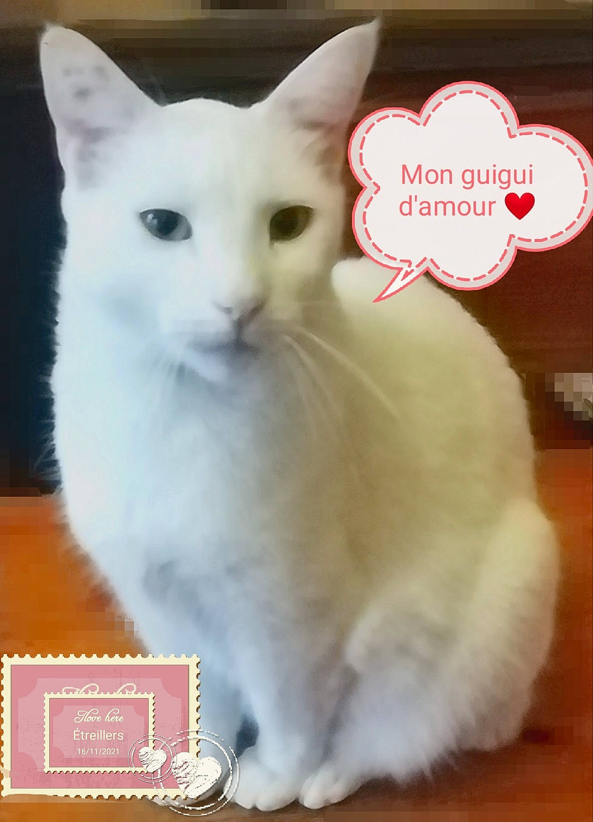 Guimauve a rejoint le concours — aidez-le/la à gagner de superbes lots ! carnivore, cat, domestic_short_haired_cat, fawn, felidae, flooring, font, fur, hardwood, iris, paw, photo_caption, small_to_medium_sized_cats, snout, tail, terrestrial_animal, whiskers, wood