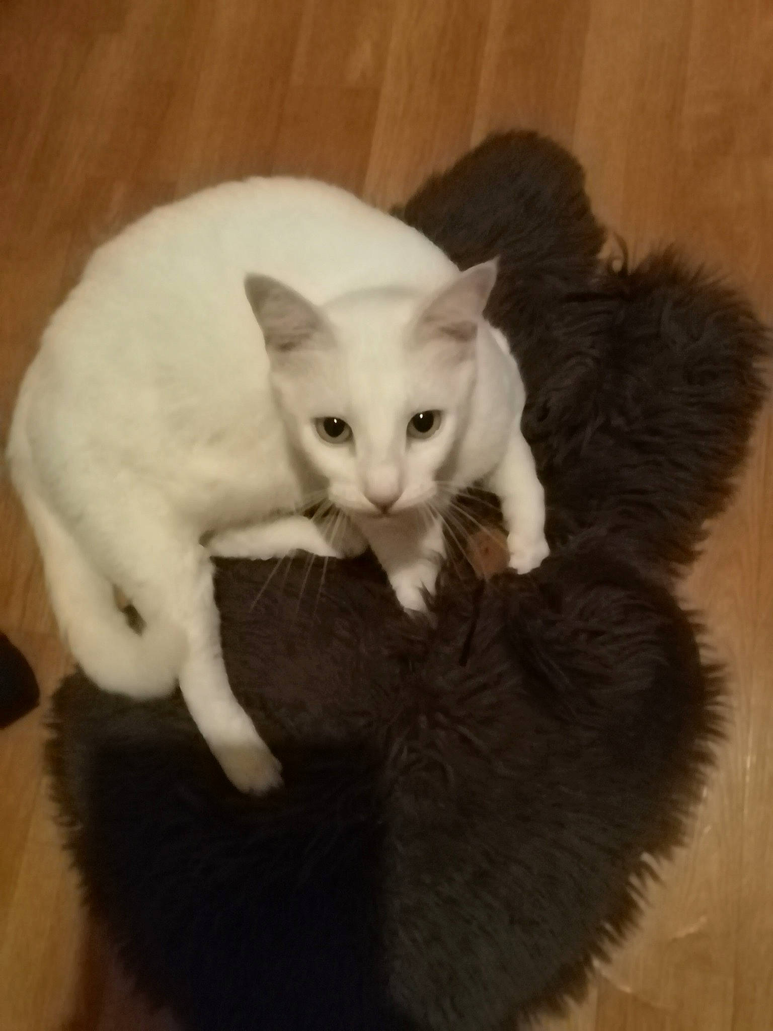 Guimauve a rejoint le concours — aidez-le/la à gagner de superbes lots ! carnivore, cat, claw, comfort, domestic_short_haired_cat, ear, eye, fawn, felidae, fur, gesture, paw, small_to_medium_sized_cats, snout, tail, whiskers