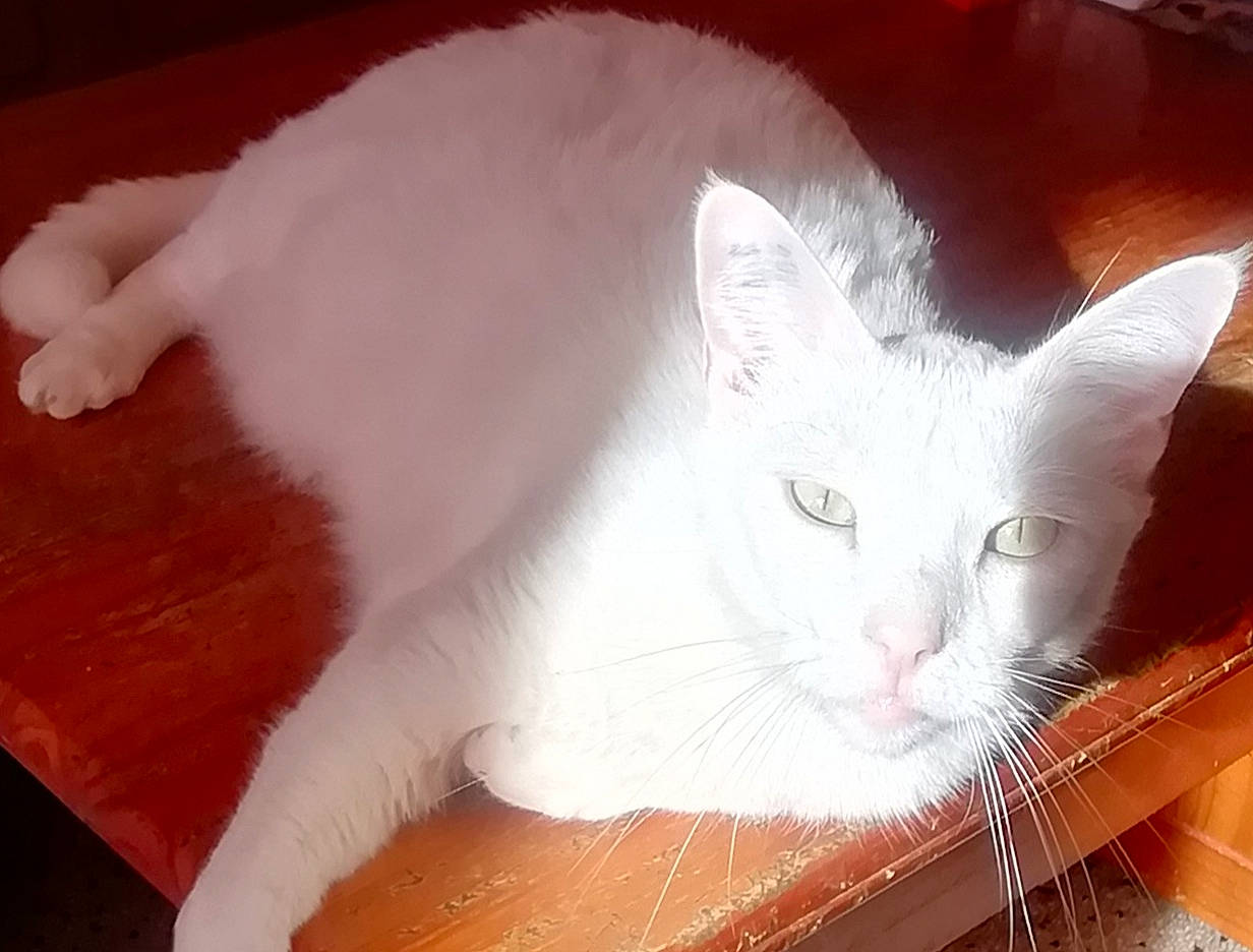 Guimauve a rejoint le concours — aidez-le/la à gagner de superbes lots ! carnivore, cat, claw, domestic_short_haired_cat, fawn, felidae, flooring, fur, hardwood, paw, small_to_medium_sized_cats, snout, tail, terrestrial_animal, varnish, whiskers, wood