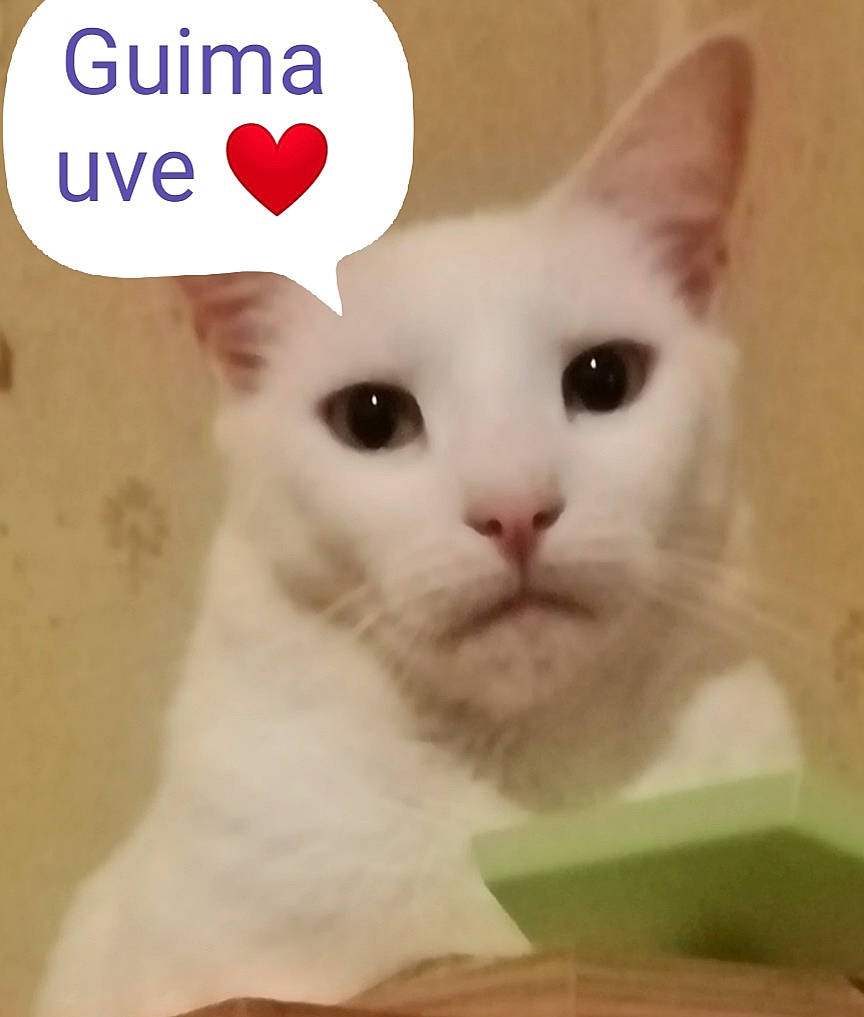 Guimauve participe au concours pour gagner de l'argent avec cette photo : carnivore, cat, domestic_short_haired_cat, ear, fawn, felidae, font, fur, happy, mixing_bowl, paw, pet_supply, photo_caption, publication, serveware, small_to_medium_sized_cats, tableware, tail, terrestrial_animal, whiskers