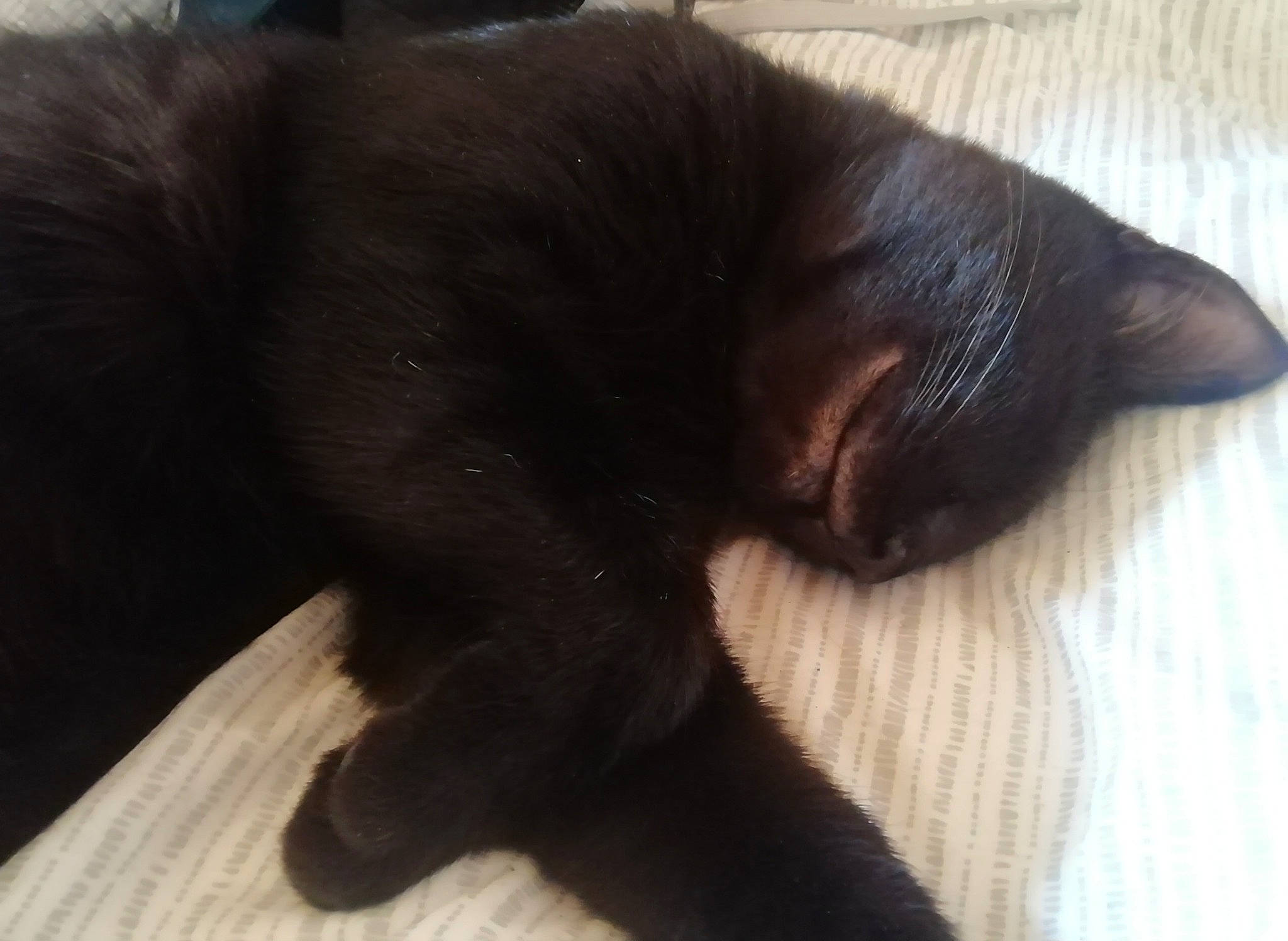 Salem a rejoint le concours — aidez-le/la à gagner de superbes lots ! black_cat, bombay, carnivore, cat, claw, comfort, dog_breed, domestic_short_haired_cat, felidae, flooring, fur, hardwood, small_to_medium_sized_cats, tail, terrestrial_animal, whiskers, wood