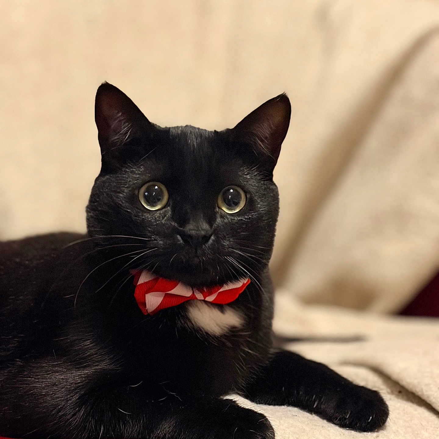 Angelo participe au concours pour gagner de l'argent avec cette photo : animal, black_cat, blanket, bow_tie, cat, cozy, cute, domestic_animal, ears, eyes, feline, fur, indoor, paws, pet, portrait, red, relaxed, whiskers, white