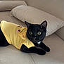 Angelo participe au concours pour gagner de l'argent avec cette photo : black_cat, cat, pet, animal, yellow_clothing, couch, indoor, furniture, cozy, alert, cute, kitten, whiskers, ears, eyes, relaxing, domestic, mammal, soft_fabric, home