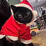 Angelo a rejoint le concours — aidez-le/la à gagner de superbes lots ! cat, black_cat, christmas_outfit, santa_costume, indoor, pet, animal, curious, wide_eyes, floor, furniture, ceiling_fan, holiday, costume, cute, domestic_cat, red_clothing, white_fur_trim, close_up, portrait