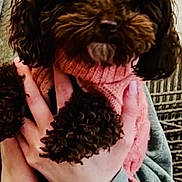 Breezy joined the competition — help win amazing prizes! dog, curly_fur, black_dog, pet, hand, sweater, pink, closeup, indoor, person, holding, cute, animal, furry, portrait, cozy, warm_clothing, companion, friendship, domestic_animal