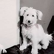 Tink'S is registered to the contest to win money with this photo: black_and_white, blanket, collar, companion_animal, cute, dog, door, doorway, floor, fluffy, home, household, indoors, looking_at_camera, pet, portrait, puppy, sitting, small_dog, white_fur