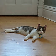 Sushi is registered to the contest to win money with this photo: cat, floor, wooden_floor, indoor, pet, collar, tags, door, curious, animal, feline, relaxed, looking, ears, whiskers, domestic_animal, home, stretching, tabby, white