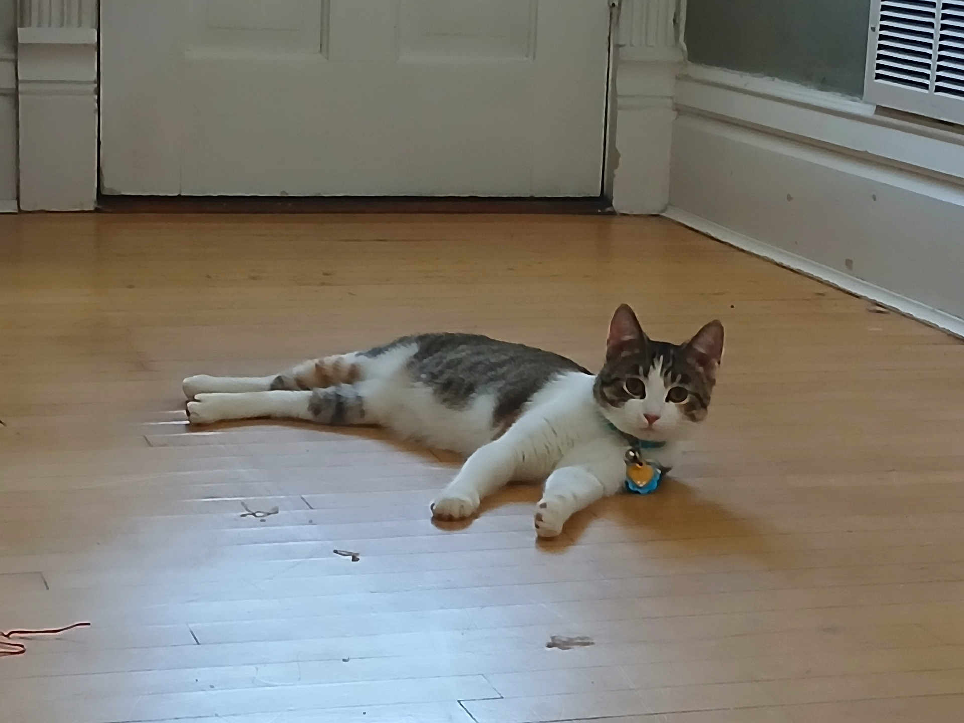 Sushi is registered to the contest to win money with this photo: cat, floor, wooden_floor, indoor, pet, collar, tags, door, curious, animal, feline, relaxed, looking, ears, whiskers, domestic_animal, home, stretching, tabby, white