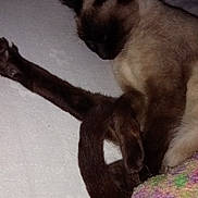 Doucka participe au concours pour gagner de l'argent avec cette photo : cat, siamese, sleeping, resting, leg, tail, blanket, knitted, colorful, white_surface, indoor, pet, feline, fur, animal, cozy, relaxed, paw, quiet, domestic