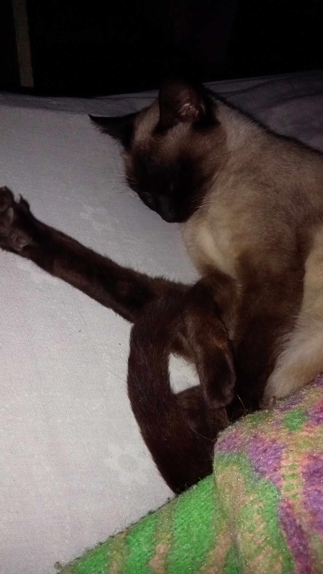 Doucka participe au concours pour gagner de l'argent avec cette photo : cat, siamese, sleeping, resting, leg, tail, blanket, knitted, colorful, white_surface, indoor, pet, feline, fur, animal, cozy, relaxed, paw, quiet, domestic
