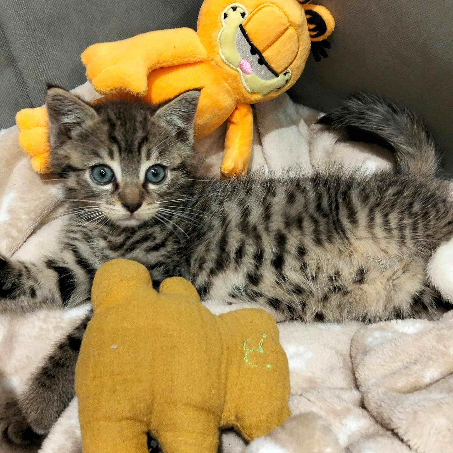 Tigrou a rejoint le concours — aidez-le/la à gagner de superbes lots ! cat, kitten, tabby, gray_fur, striped_fur, blue_eyes, animal, pet, lying_down, cuddling, stuffed_animal, plush_toy, tiger_toy, blanket, bed, cozy, indoors, portrait, cute, whiskers