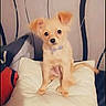 puppy, dog, small_dog, pillow, indoor, pet, cute, fur, collar, sitting, wallpaper, striped_pillow, animal, domestic_animal, young_dog, looking, ears, tail, floor, cozy