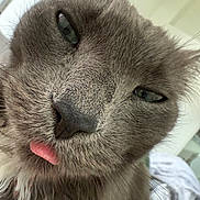 Albert is registered to the contest to win money with this photo: cat, close_up, gray_fur, tongue_out, whiskers, sleepy_eyes, pet, animal, feline, cute, fluffy, indoor, portrait, soft_light, domestic_cat, funny_expression, closeup, face, nose, fur