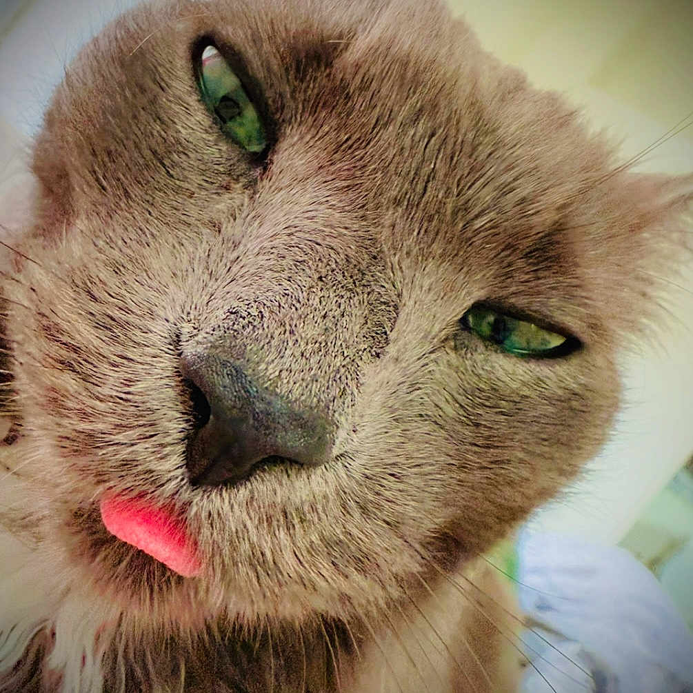 Albert joined the competition — help win amazing prizes! cat, close_up, tongue_out, green_eyes, fluffy, pet, animal, face, whiskers, cute, playful, feline, indoor, fur, expression, portrait, mammal, nose, ears, soft_light