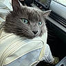 Albert is registered to the contest to win money with this photo: cat, gray_cat, pet_carrier, car_interior, green_eyes, feline, close_up, transport, seat, window, dashboard, travel, pet, animal, domestic_animal, fur, whiskers, ear, resting, vehicle