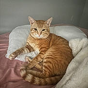 Chessie joined the competition — help win amazing prizes! cat, ginger_cat, tabby, pet, animal, indoor, bed, pillow, blanket, resting, fur, whiskers, tail, relaxed, sleepy, cozy, cute, feline, domestic_animal, portrait