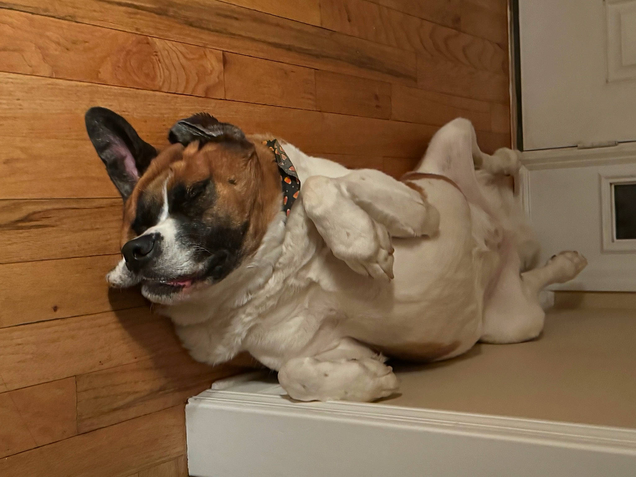 George is registered to the contest to win money with this photo: canidae, carnivore, comfort, companion_dog, dog, dog_breed, fawn, flooring, hardwood, paw, picture_frame, snout, sporting_group, tail, terrestrial_animal, whiskers, window, wood, working_animal, wrinkle