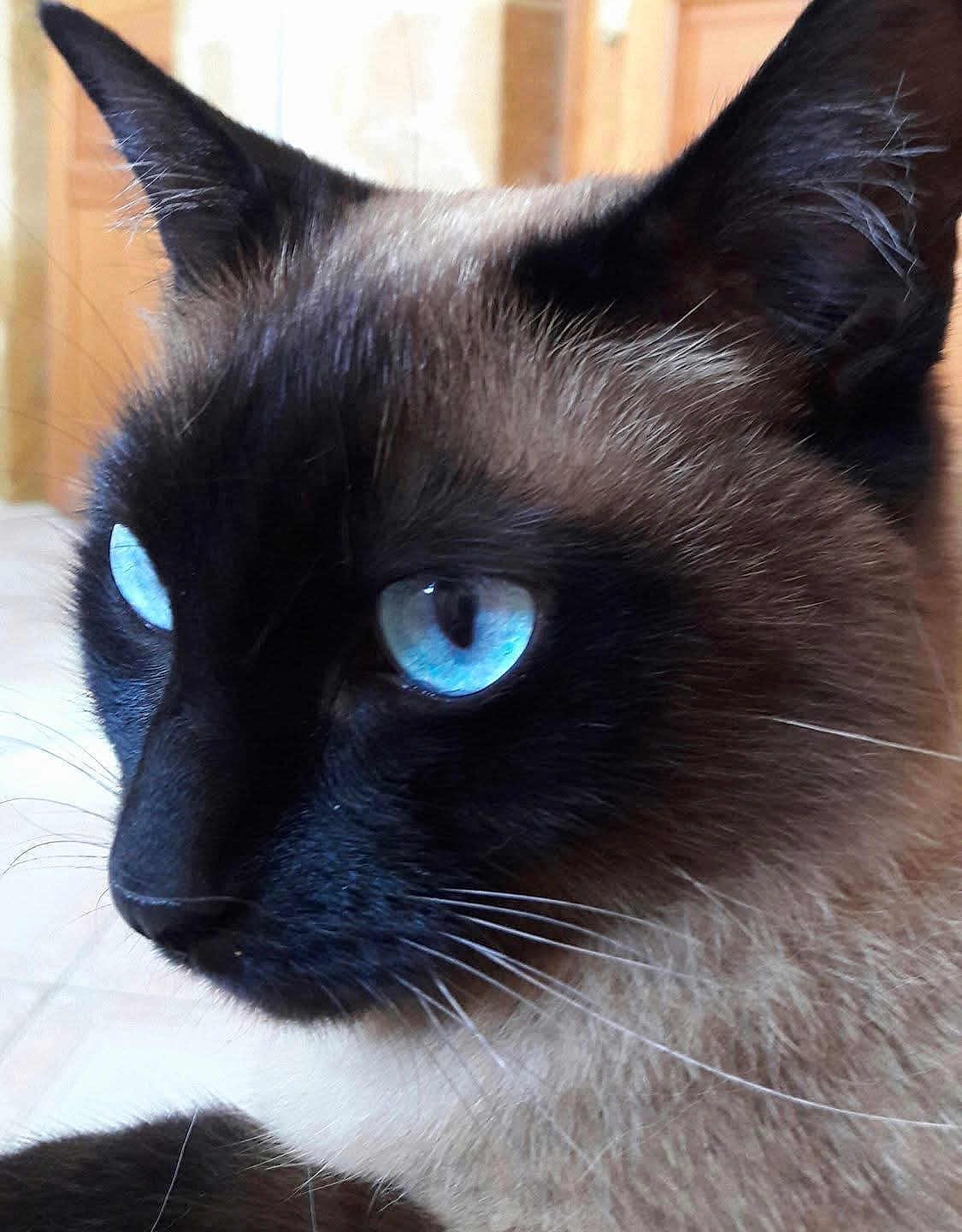 Câline participe au concours pour gagner de l'argent avec cette photo : cat, siamese_cat, close_up, blue_eyes, whiskers, fur, indoor, pet, animal, face, portrait, ears, nose, feline, mammal, domestic_animal, looking_away, soft_light, focus