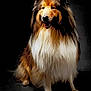dog, collie, fluffy, portrait, animal, pet, fur, sitting, studio, black_background, mammal, cute, canine, long_hair, friendly, domestic_animal, whiskers, face, paw, alert