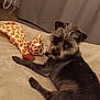 dog, plush_toy, giraffe_toy, bed, blanket, indoor, pet, fur, looking_back, animal, cozy, resting, cute, small_dog, brown_fur, black_fur, ears, eyes, nose, tail