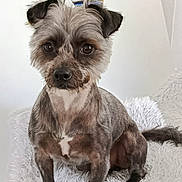 Una participe au concours pour gagner de l'argent avec cette photo : animal, companion, cozy, cute, dog, ears, eyes, face, fur, furniture, home_decor, indoor, looking, pet, portrait, sitting, small_dog, tail, white_blanket, white_chair