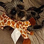 dog, puppy, plush_toy, giraffe_pattern, blanket, soft_texture, cute, pet, animal, resting, lying_down, fur, ears, nose, indoor, comfort, toy, tissue, brown, closeup