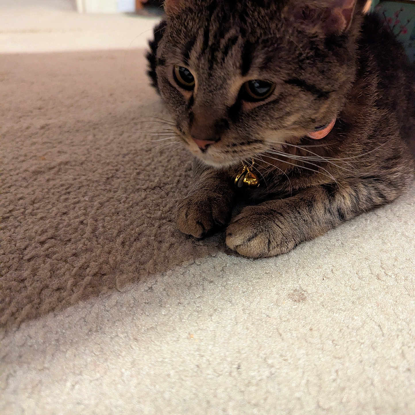 Luna joined the competition — help win amazing prizes! bell, brown, carpet, cat, close_up, collar, curious, domestic_animal, ears, feline, furry, home_interior, indoor, macro, paws, pet, portrait, resting, tabby_cat, whiskers