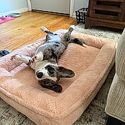 Penelope joined the competition — help win amazing prizes! animal, carpet, cozy, curious, cute, dog, domestic, door, ear, fluffy, furniture, home, indoor, lying_down, paw, pet_bed, pet_bowl, playful, relaxed, wooden_floor