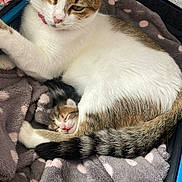 Athèna participe au concours pour gagner de l'argent avec cette photo : cat, kitten, mother_cat, sleeping, cozy, blanket, polka_dot, fur, domestic_animal, pet, animal, resting, cute, indoor, close_up, comfort, parent_and_offspring, tail, whiskers, feline