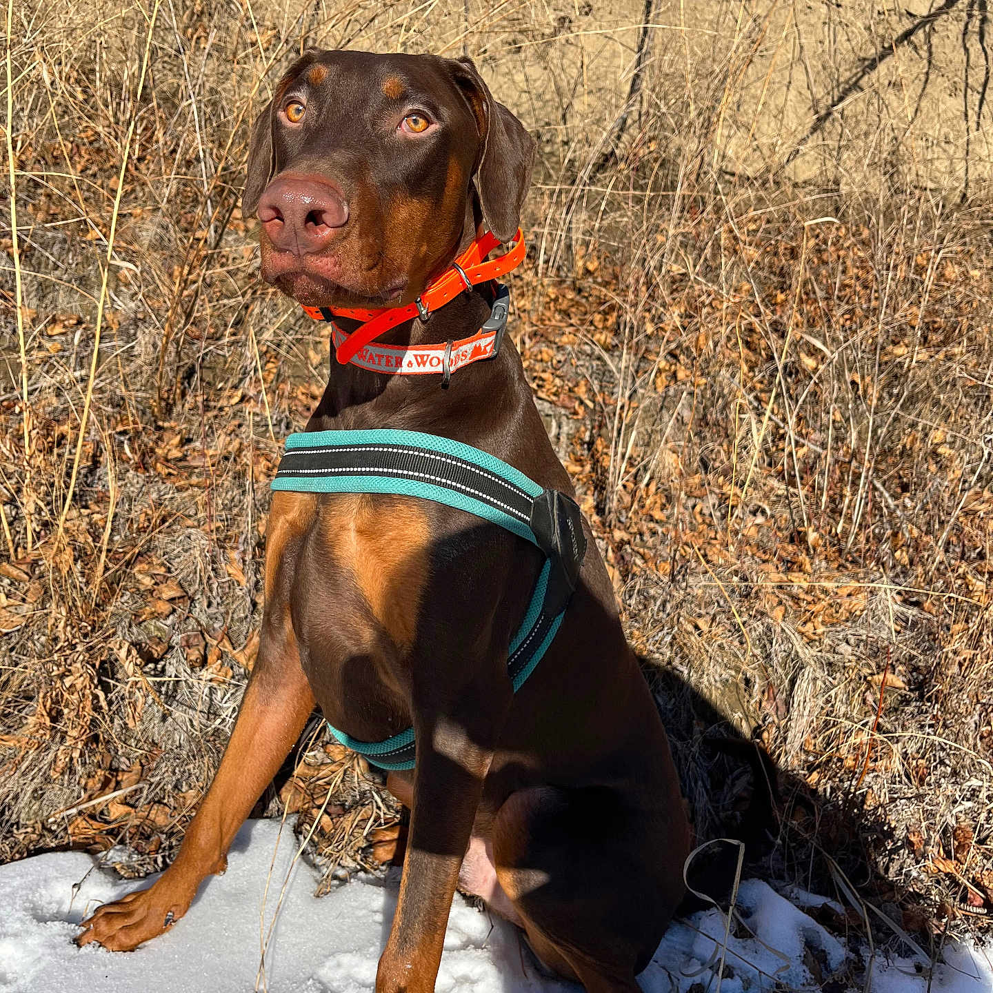 Jax
