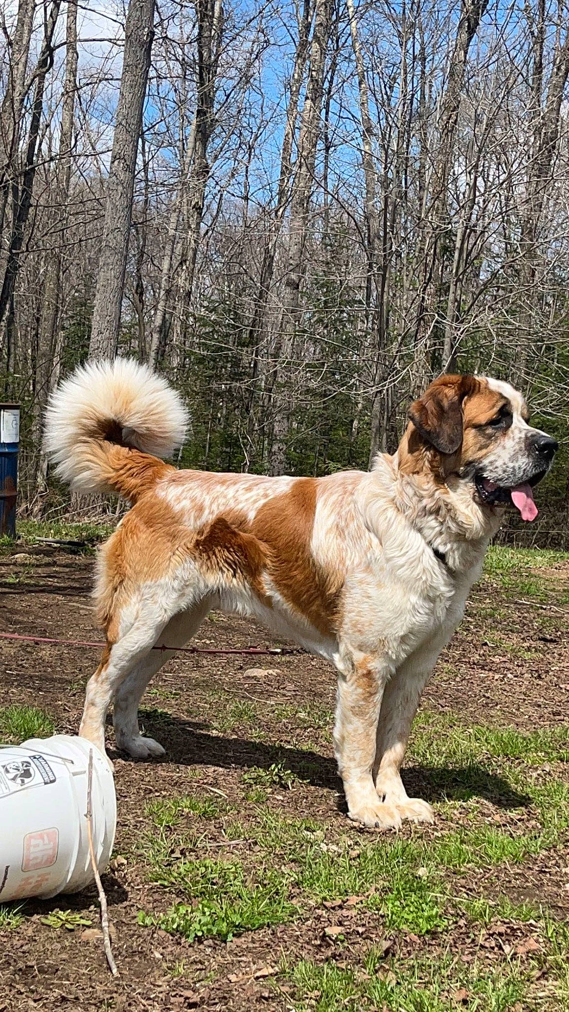 Grizzly is registered to the contest to win money with this photo: ancient_dog_breeds, canidae, carnivore, collar, companion_dog, dog, dog_breed, dog_collar, giant_dog_breed, grass, gun_dog, leash, moscow_watchdog, plant, sky, sporting_group, st_bernard, tail, tree, working_dog