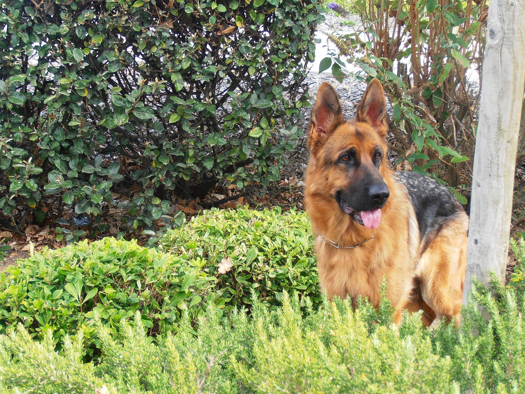 Le Chien Du Voisin participe au concours pour gagner de l'argent avec cette photo : canidae, carnivore, dog, dog_breed, east_european_shepherd, fawn, german_shepherd_dog, giant_dog_breed, grass, groundcover, guard_dog, herding_dog, king_shepherd, old_german_shepherd_dog, plant, shrub, sporting_group, terrestrial_animal, wildlife, working_dog