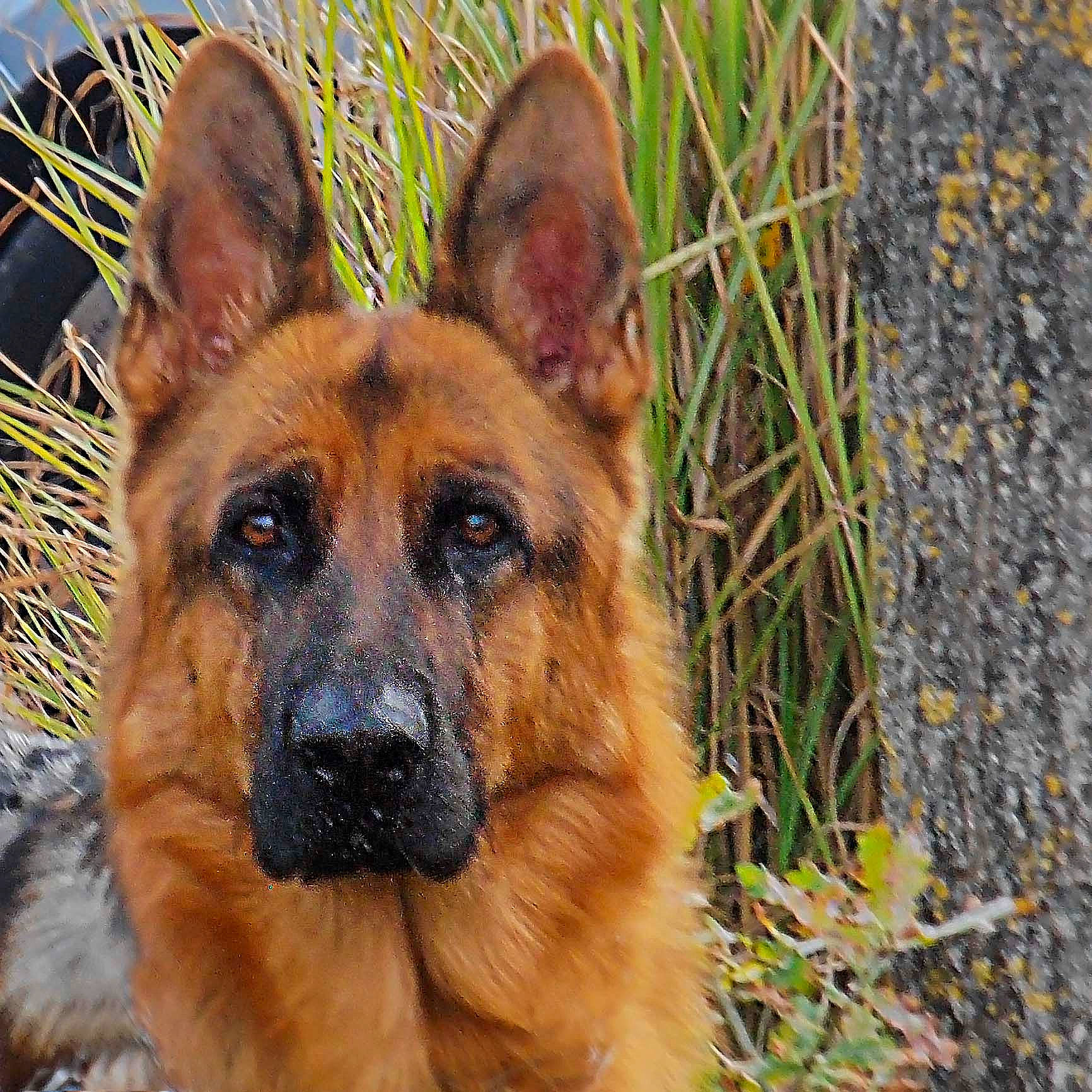 Le Chien Du Voisin participe au concours pour gagner de l'argent avec cette photo : canidae, carnivore, companion_dog, dog, dog_breed, fawn, fur, german_shepherd_dog, grass, herding_dog, king_shepherd, old_german_shepherd_dog, snout, sporting_group, terrestrial_animal, whiskers, wildlife, wood, working_dog