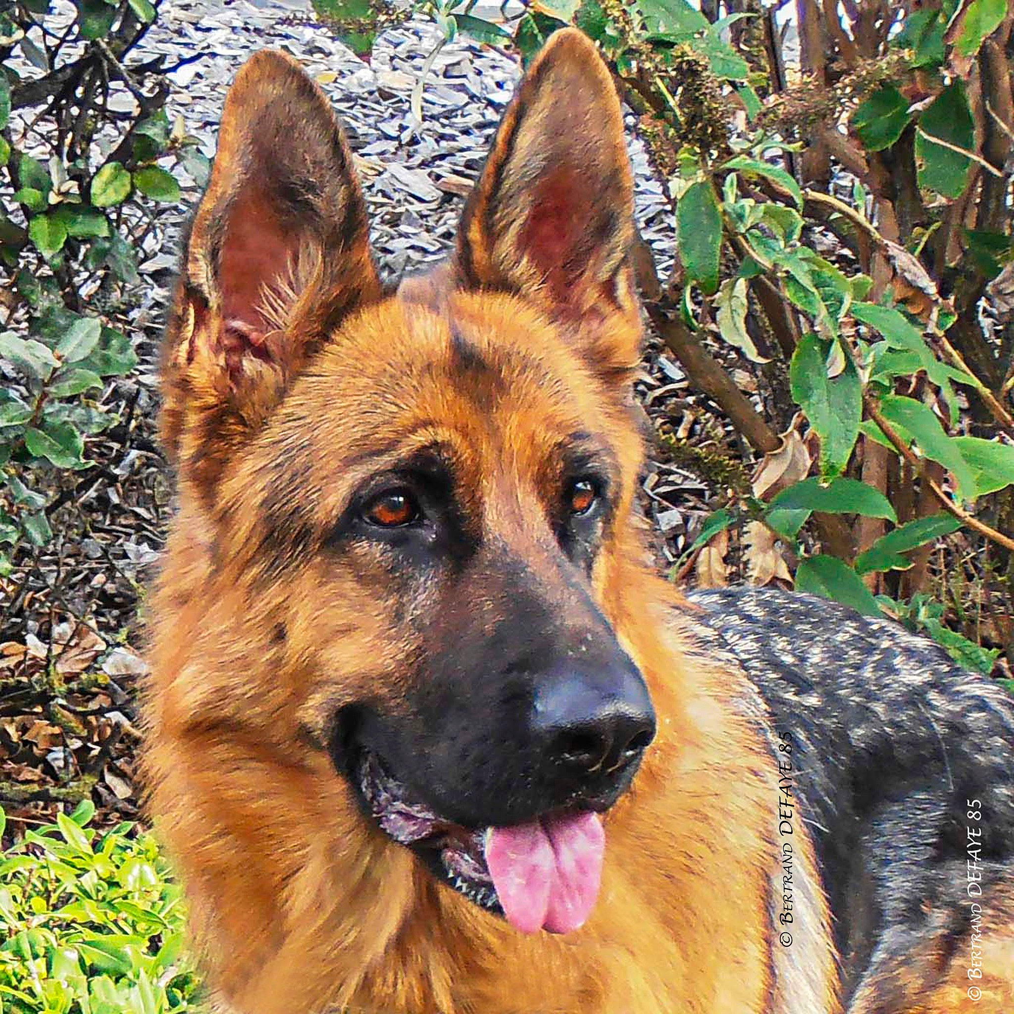 Le Chien Du Voisin participe au concours pour gagner de l'argent avec cette photo : brown, canidae, carnivore, dog, dog_breed, east_european_shepherd, fawn, fur, german_shepherd_dog, grass_family, groundcover, guard_dog, herding_dog, king_shepherd, liver, old_german_shepherd_dog, organ, police_dog, snout, sporting_group