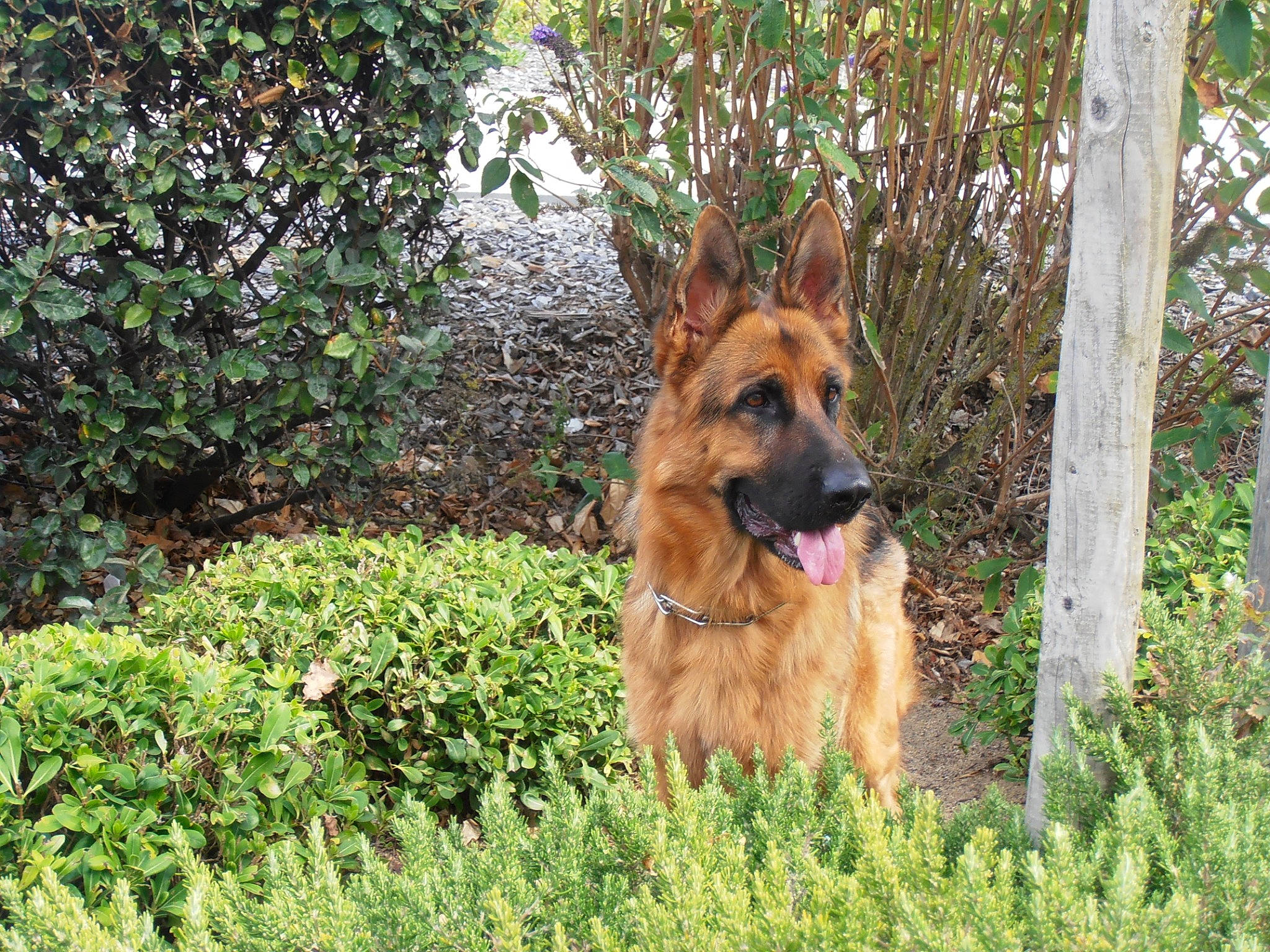 Le Chien Du Voisin participe au concours pour gagner de l'argent avec cette photo : canidae, carnivore, companion_dog, dog, dog_breed, east_european_shepherd, fawn, german_shepherd_dog, grass, groundcover, herding_dog, king_shepherd, liver, old_german_shepherd_dog, plant, snout, sporting_group, terrestrial_animal, wildlife, working_dog