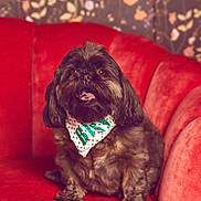 Bitsy Boo joined the competition — help win amazing prizes! dog, pet, brown_dog, fluffy, bandana, red_couch, indoor, sitting, portrait, cute, animal, furry, decor, wallpaper, cozy, home, happy, tongue_out, small_dog, friendly