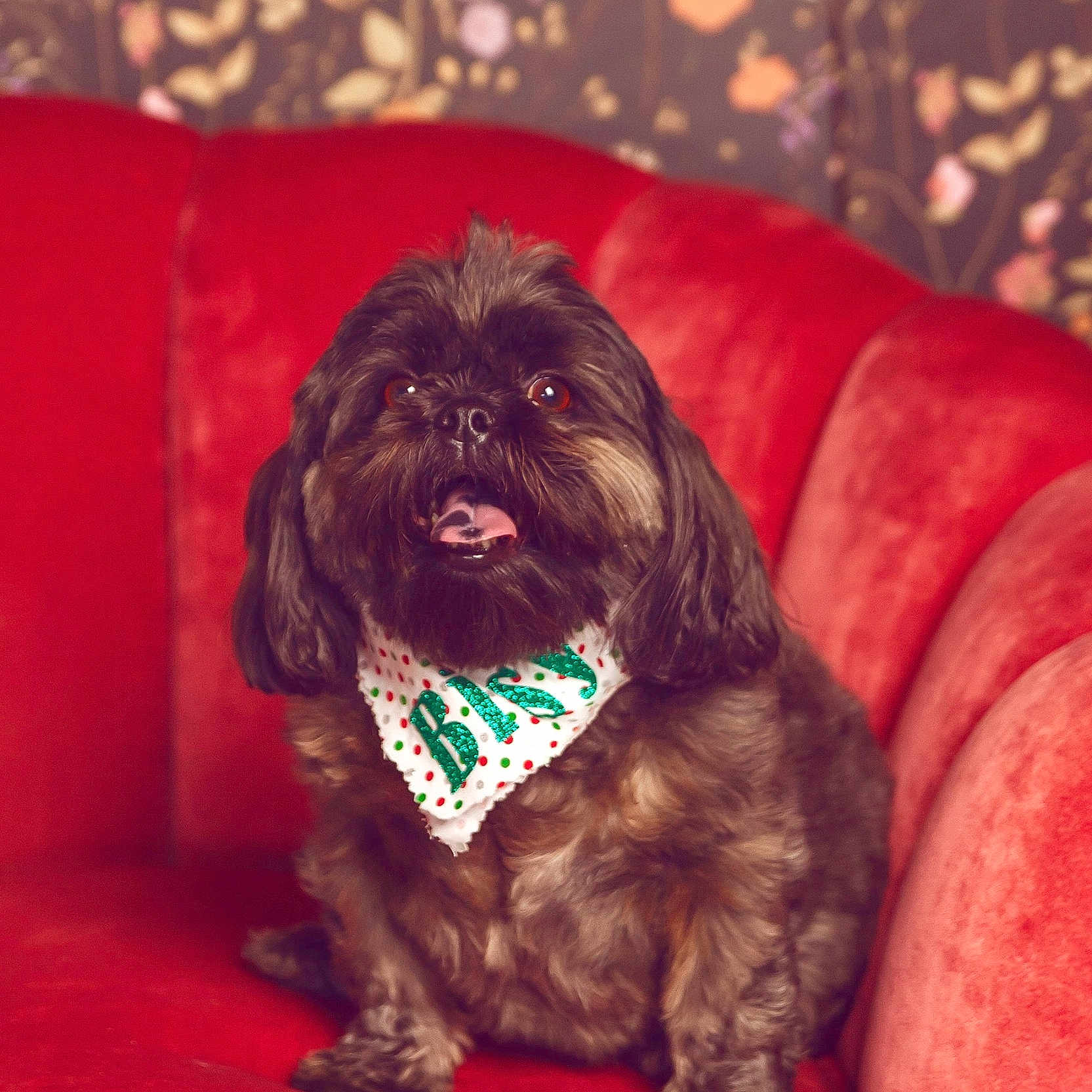 Bitsy Boo joined the competition — help win amazing prizes! animal, bandana, brown_dog, cozy, cute, decor, dog, fluffy, friendly, furry, happy, home, indoor, pet, portrait, red_couch, sitting, small_dog, tongue_out, wallpaper