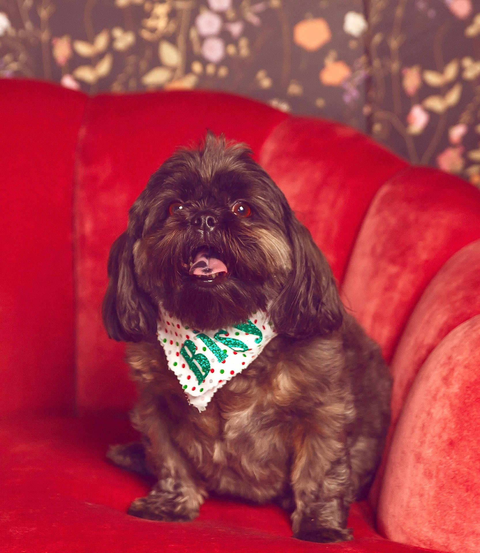 Bitsy Boo joined the competition — help win amazing prizes! dog, pet, brown_dog, fluffy, bandana, red_couch, indoor, sitting, portrait, cute, animal, furry, decor, wallpaper, cozy, home, happy, tongue_out, small_dog, friendly