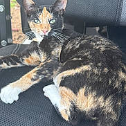 Sally is registered to the contest to win money with this photo: cat, calico_cat, animal, pet, feline, scruffy_fur, green_eyes, whiskers, pointed_ears, white_paws, orange_patches, black_fur, sitting, lying_down, car_interior, car_seat, vehicle, outdoor, portrait, close_up