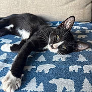Oreo is registered to the contest to win money with this photo: cat, black_and_white, tuxedo_cat, pet, animal, lying_down, relaxed, stretching, paw, whiskers, green_eyes, ears, fur, indoor, bed, blanket, patterned_fabric, bear_pattern, cozy, portrait