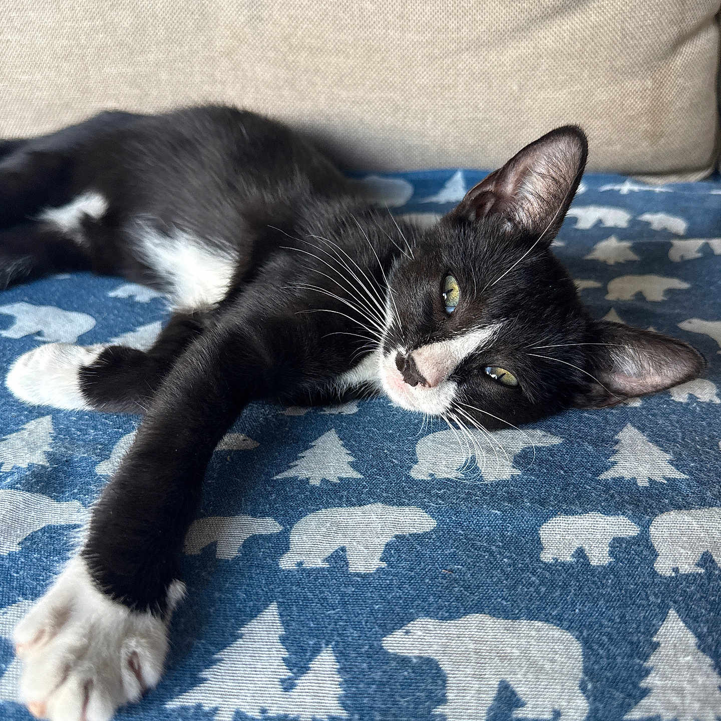Oreo